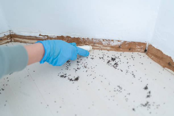 Best Affordable Pest Control Services  in Spring Valley Village, TX