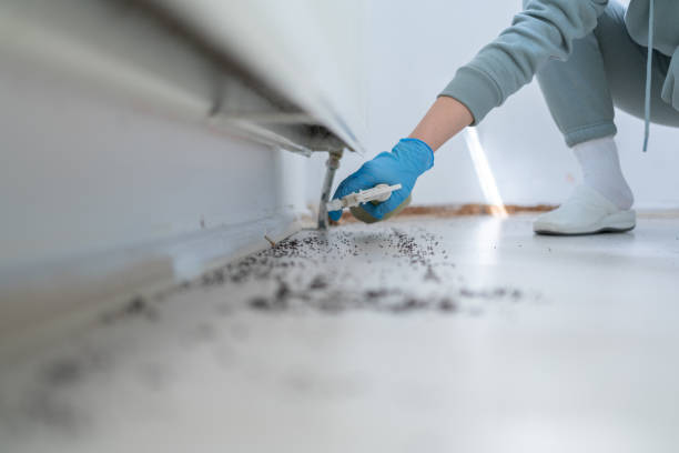 Best Exterminator Services  in Spring Valley Village, TX
